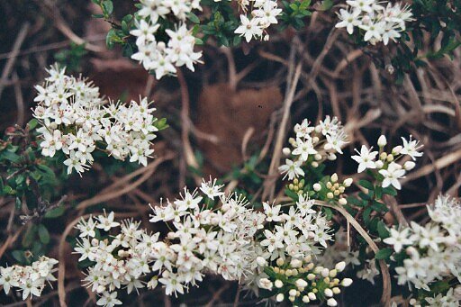 Leiophyllum buxifolium